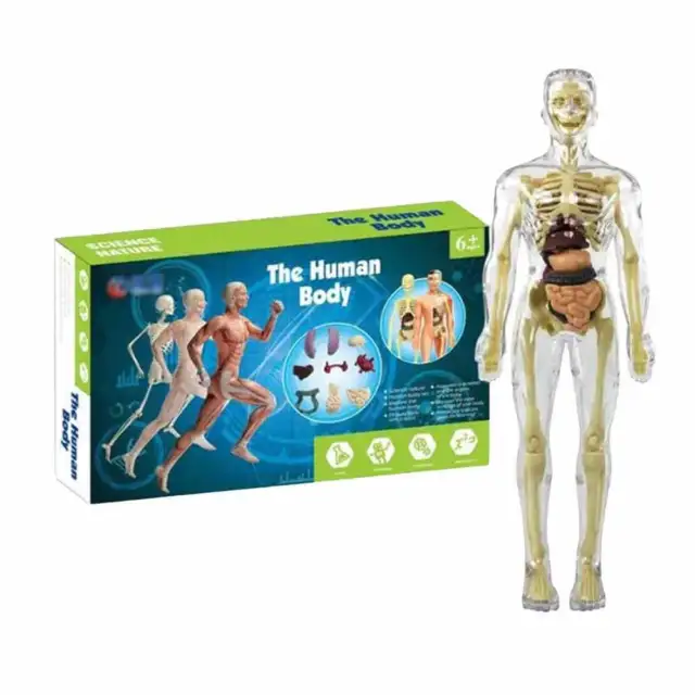 Children Plastic Skeleton DIY Toy, Educational 3D Human Body Anatomy Model Set