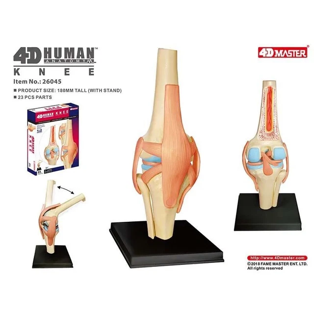 4D Anatomical Model of Human Knee Joint Organs  Medical Teaching Puzzle Assembli