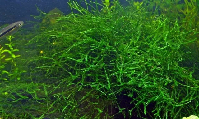 lot x3 mousse de java java moss Vesicularia dubyana gobelet 7cm refuge alevins