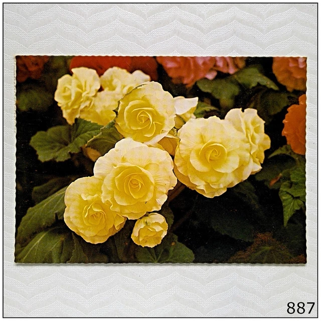 Begonias in the Botanic Gardens Ballarat Victoria 1987 Postcard (P887)