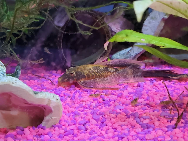 2 Super Red Calico Longfin Bristlenose Pleco (~2 - 3") Bushynose Ancistrus 6