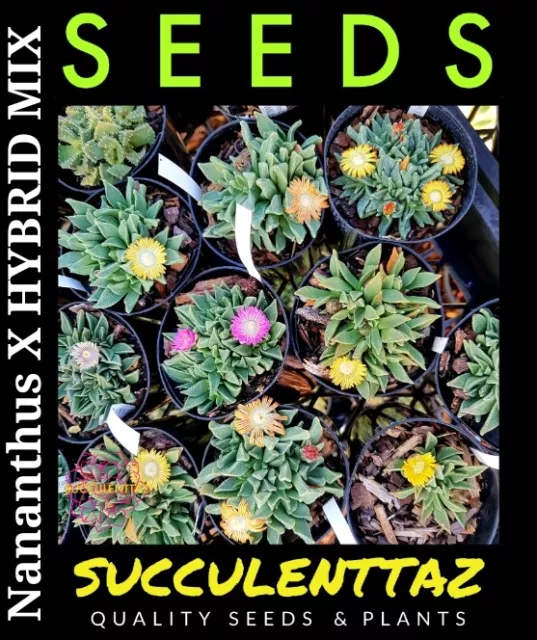 Nananthus HYBRID MIX 10 x Seeds JEWEL PLANT mesemb LIVING STONE SUCCULENT