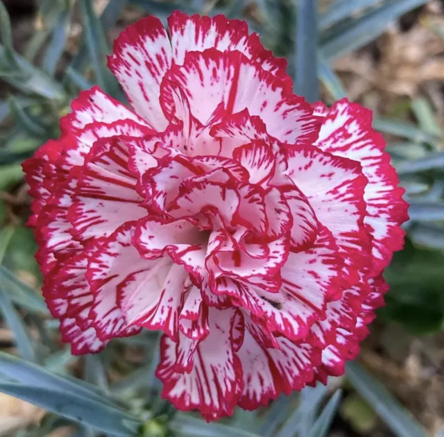 Carnation Mix Seeds - Dianthus Caryophyllus -  Garden Carnations - Limited Stock
