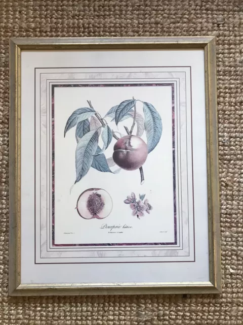 Vintage Botanical Fruit flower Print