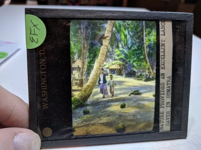 HISTORIC Colored Glass Magic Lantern Slide EFX SUMATRA Nat Geo monkey Tree Climb