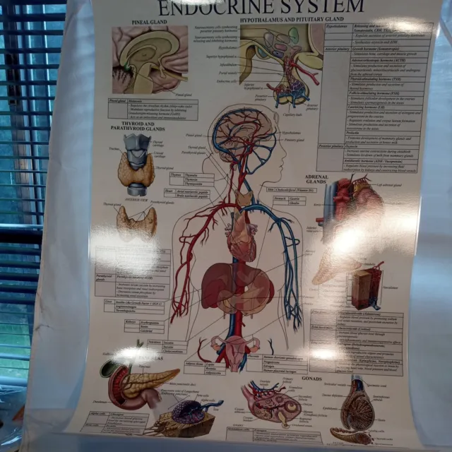 Laminated 18"X27" Anatomy Endocrine System/Nervous System Poster New