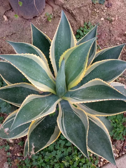 Agave chiapensis multicolor plantas con raiz jovenes Planta nueva joven 4-10 cms