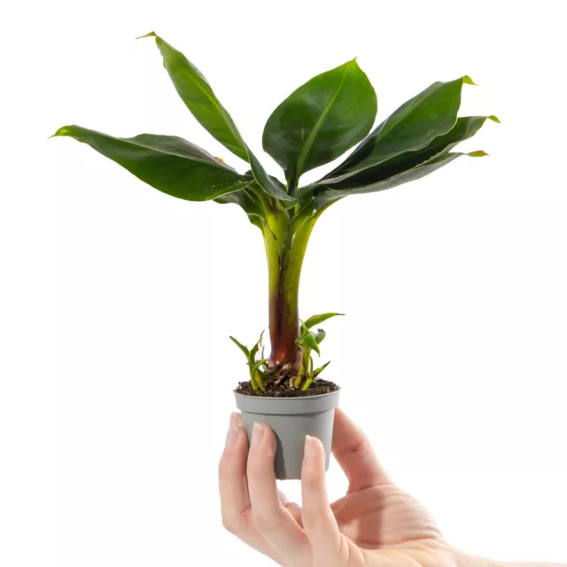 Baby Banana Plant Musa Acuminata Small Ornamental Indoor Houseplant in 6cm Pot