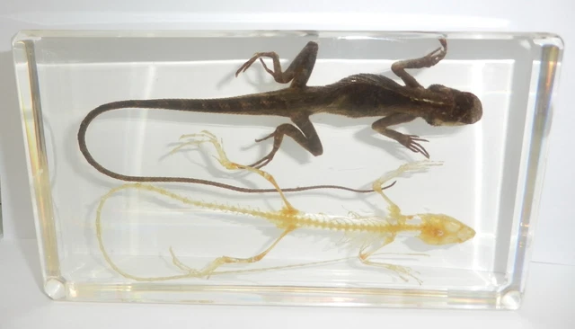 Oriental Garden Lizard Calotes versicolor And Skeleton Set Education Specimen
