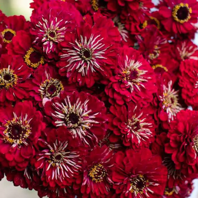 Zinnie 'BENARYS GIANT DEEP RED' 10 Samen ZINNIA ELEGANS seeds SCHNITTBLUME