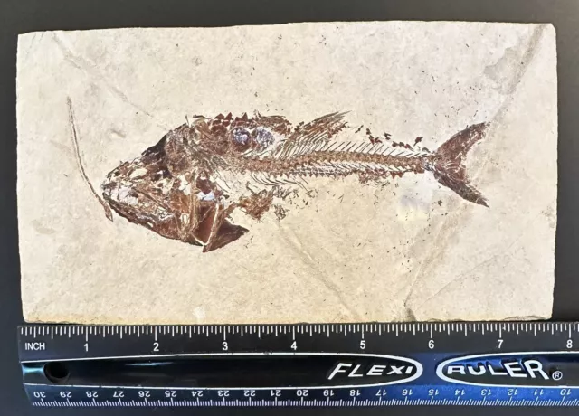 Lebanon Fossil, Eurypholis + Abisaadia From Haqil, Cretaceous, 100 Million Years