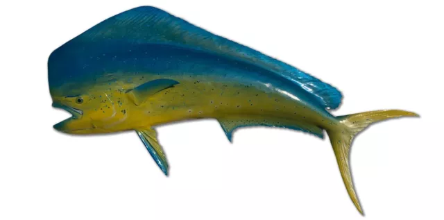 65" Bull Dolphin Left Half Fish Mount Replica (Mahi Mahi ) - Quick Production
