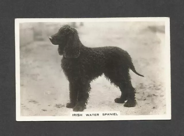 84 Yr Old Original Irish Water Spaniel Vintage Photo Trade Ad Card Dog Dogs