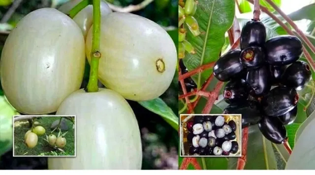 Thai White Jamun Fruit Live Plant 18-25 inch Malabar Plum Java Plum