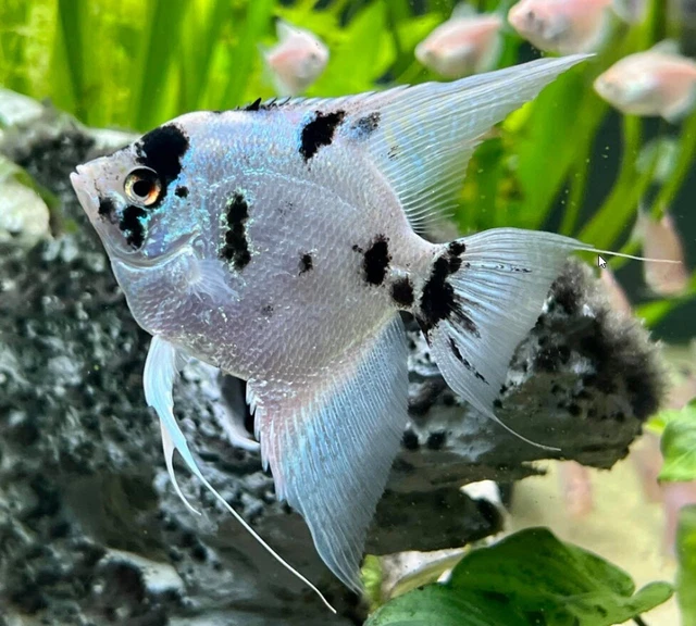 (4) Panda Angelfish 1-2” Live Freshwater Aquarium Fish OVERNIGHT SHIPPING