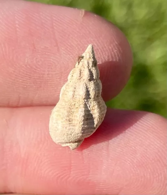 California Fossil Gastropod Nassarius cooperi Pleistocene Mammoth Age Shell