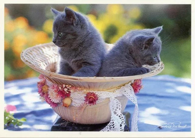 Cpsm / Carte Postale / Chat / Cat / Photo Frederic Rolland / Chatons Chartreux