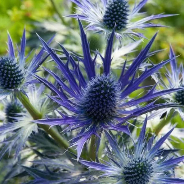 Eryngium BIG BLUE in a 3 Litre Pot with Detailed Colour Care Label