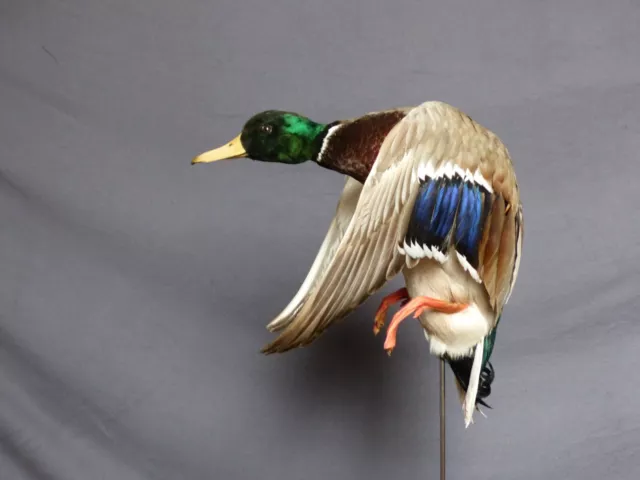 Stockente Mallard  Ente Vogel Präparat Taxidermy Tierpräparat HKN