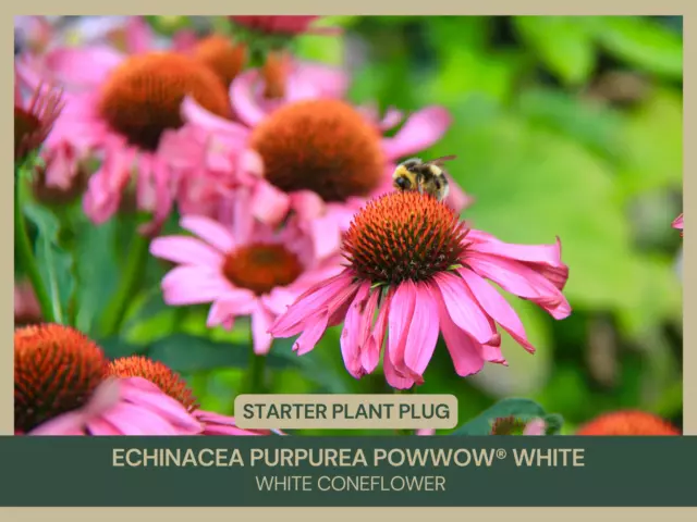 ECHINACEA PURPUREA POWWOW® White | White Coneflower | Starter Plant ...