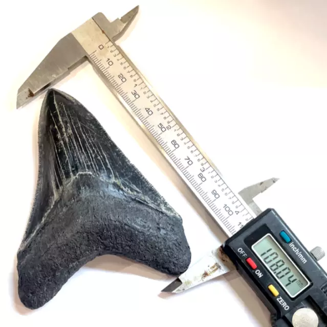 Megalodon Tooth replica “Large” ~ 4.25 inches Ex British Natural History Museum