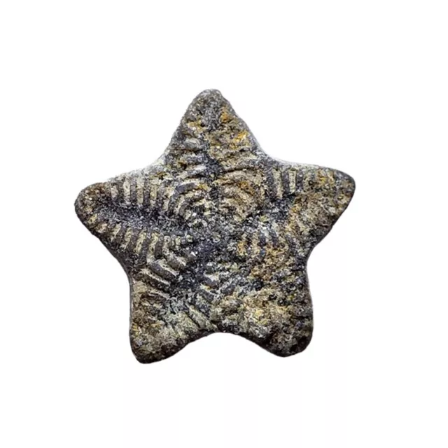 1PC Crinoid Star Fossil Fairy Coins Original Biology Specimen Collection Gifts