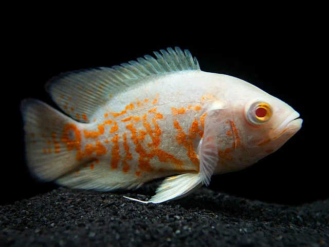 1 Pair Albino Tiger Oscar 2-3" Inches Live Freshwater Tropical Fish (2 Fish) A++