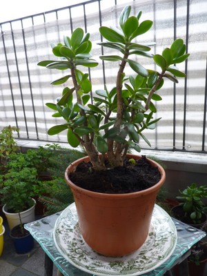 GELDBAUM, AFFENBROTBAUM, PFENNIGBAUM Top gewachsen und riesengroß EUR