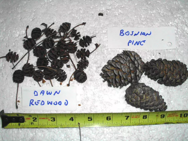 10 Species Of Evergreen Cones For Botanical Study / Collections 2