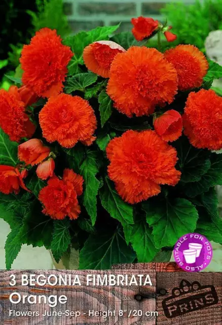 Stampe/tuberi di qualità Begonia ""Fimbriata"" arancione WPC confezione x3 2