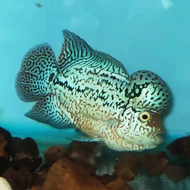 Full Pearl Flowerhorn Kamfa F2 Blue Pearl Full Body Oval Large Tail