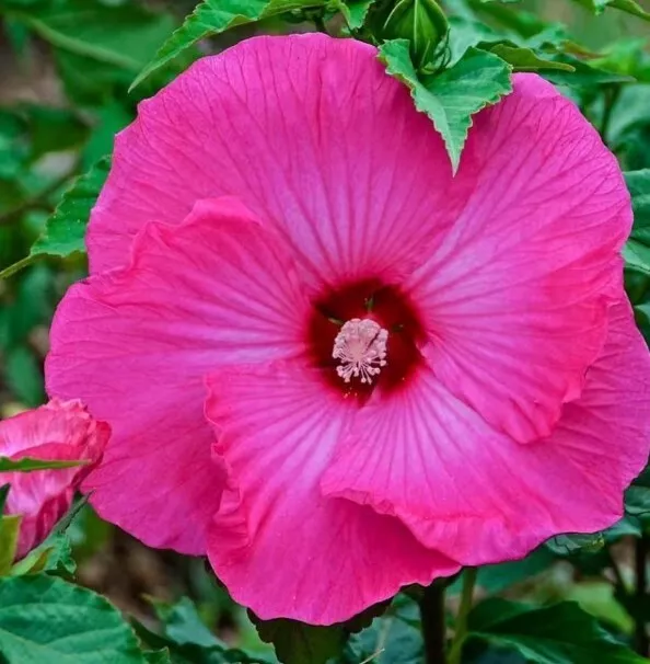 Honeymoon Hot Pink HARDY HIBISCUS~HEIRLOOM Dinner Plate 20+ Seeds - Gorgeous!