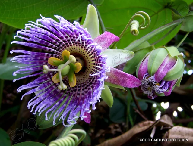 PASSIFLORA LIGULARIS sweet granadilla grenadilla passionfruit flowering 10 seeds