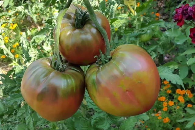 10 graines de tomate rare TAIGA tomato seeds méth.bio