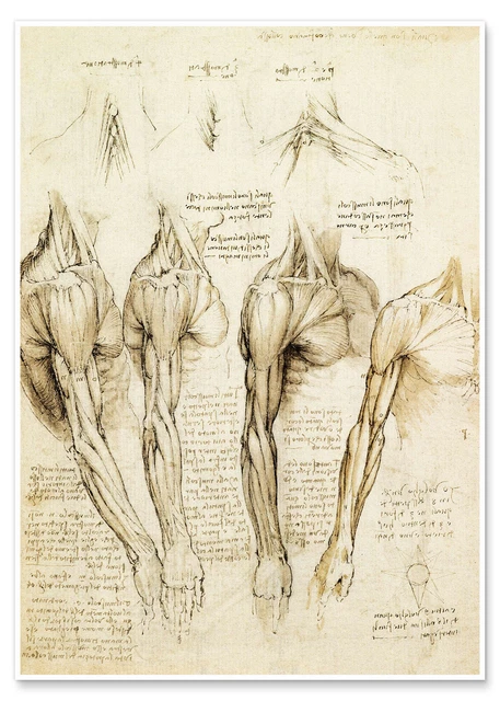 Poster Muskeln von Schulter, Arm und Hals - Leonardo da Vinci