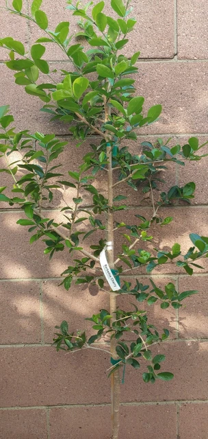 Barbados-Cherry (Sơ-ri Gò Công) Tropical Fruit Trees 3