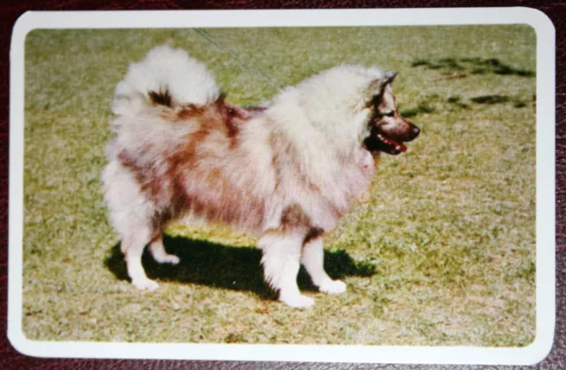 KEESHOND   Barge Dog   Vintage Photo Card   CD17