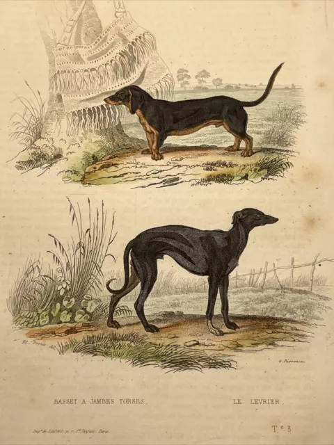 Perro 1856 Antiguo Ilustración coloreada a mano Animales Acuarelas Acero...