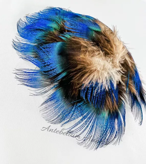 New Zealand Ethically Sourced Wild Male Peacock Electric Blue Feather Bundle 2