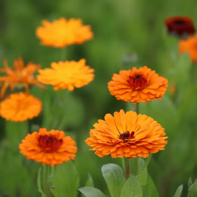 Pot Marigold Seeds, Calendula Officinalis 1gram Approx 100 Seeds