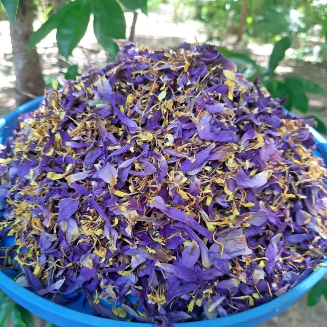 CUT FLOWERS - DRIED BLUE LOTUS Nymphaea Caerulea Organic Herbal Hand Picked Pure