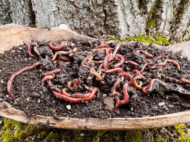 Composting Worms- Vers de compostage - Kompostwürmer - Gusanos de compostaje 3