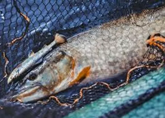 Savage Gear 4D Line Thru Pulse Tail Trout