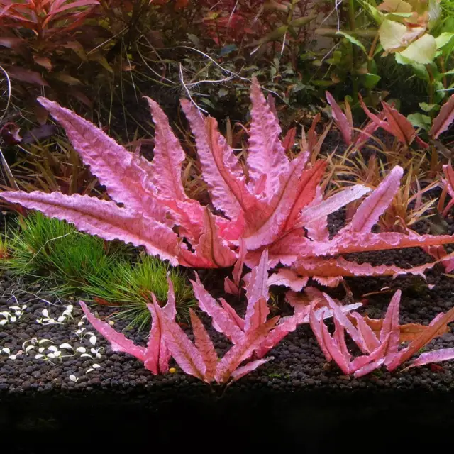 Cryptocoryne Flamingo Live Aquarium Plants Tropical Aquascaping Tank EU