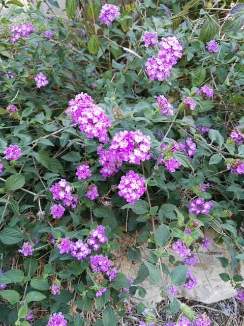 Pianta Di Lantana Sellowiana Viola - Pianta Da Esterno Fiorita, Resistente E Profumata - Foto 7