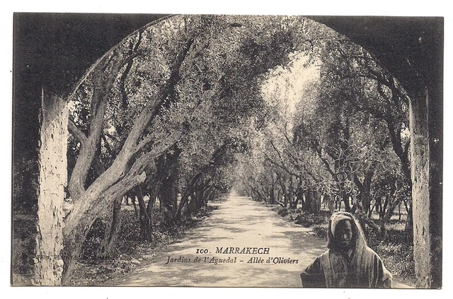 maroc  marrakech  jardin de l'aguedal  allée d'olivier