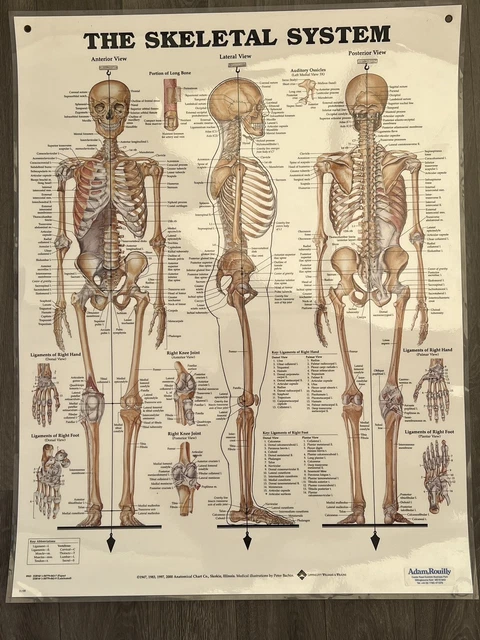 ANATOMICAL CHART COMPANY The Skeletal System Anatomical Wall Chart £10. ...