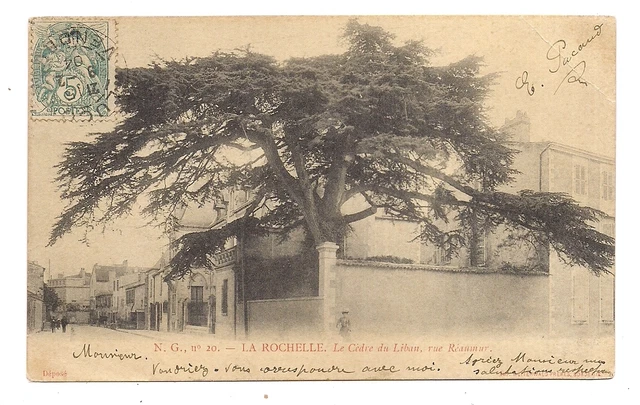 la rochelle, le cedar du liban, rue reannur
