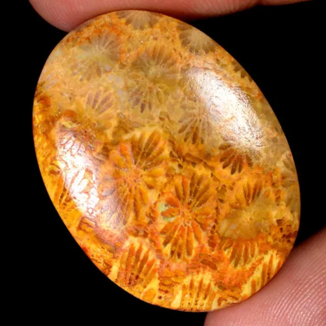 45.65 Cts 100% Natural Flower Designer Fossil Coral Cabochon Loose Gemstone FC72