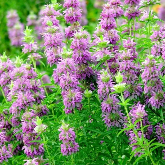 200+ 500+ Lemon Mint Seeds, Non-GMO Heirloom, Medicinal, Monarda Citriodora, USA